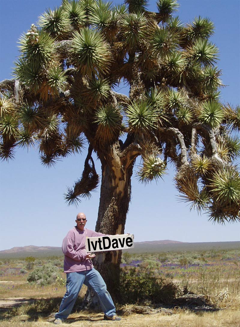 lvtDave's-tree.jpg - 190kB