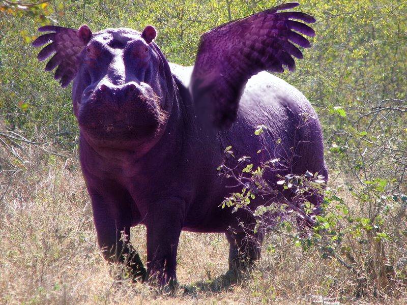 Allknowing_Flying_Purple_Hippo_by_fifimaxi_1.jpg - 157kB