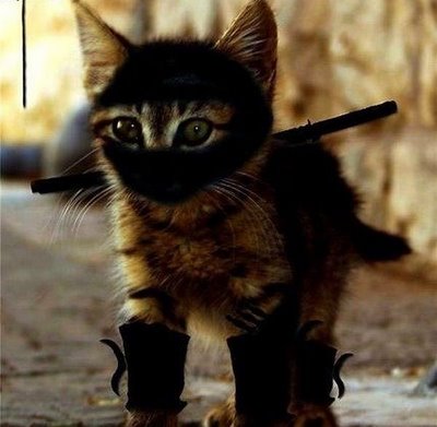 Ninja-Kitten.jpg - 27kB