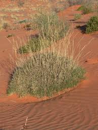 Spinifex.jpg - 9kB