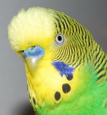 Budgie.jpg - 14kB