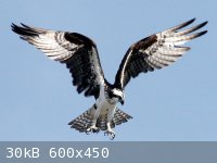 osprey_652_600x450.jpg - 30kB