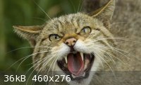 Scottish-Wildcat-010-1.jpg - 36kB